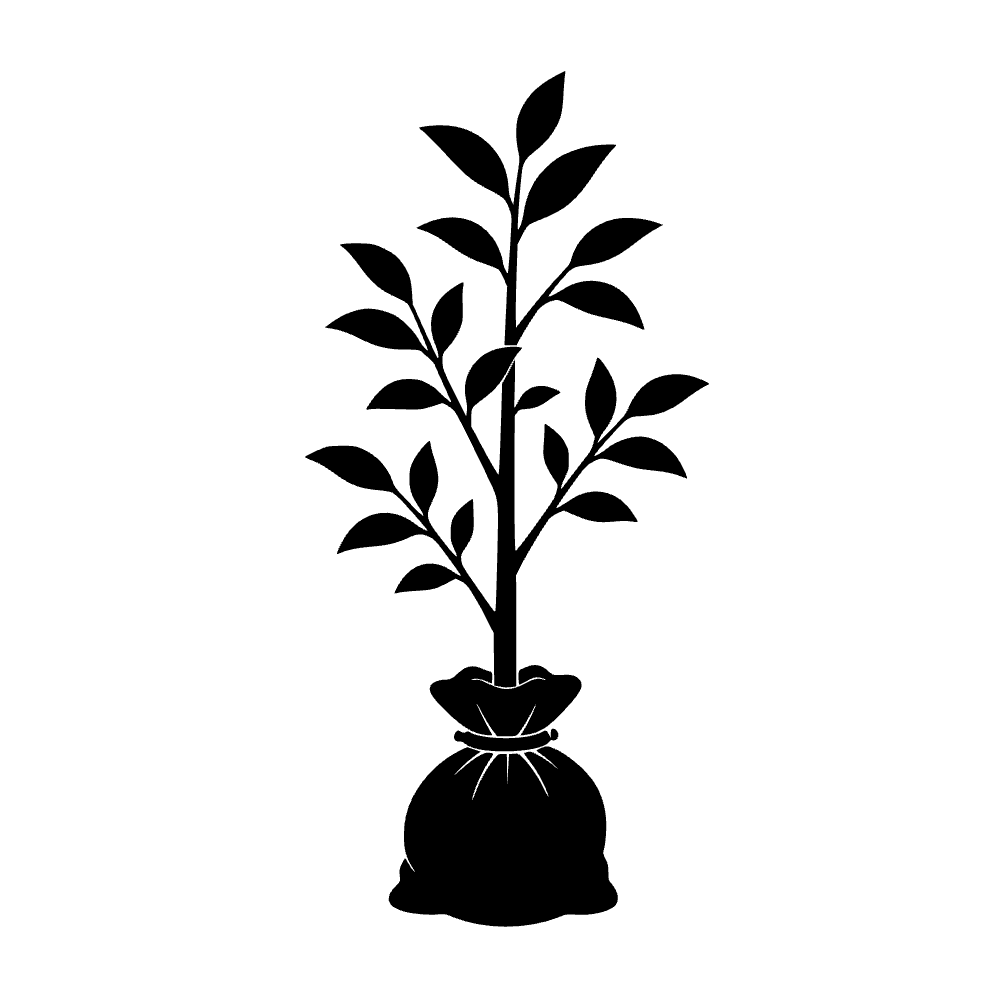 Plántula de árbol frutal — archivo SVG