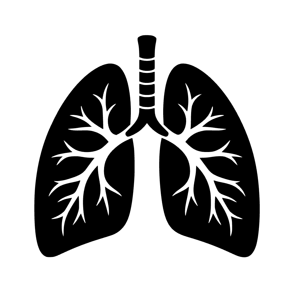 Par de pulmones anatómicos — archivo SVG