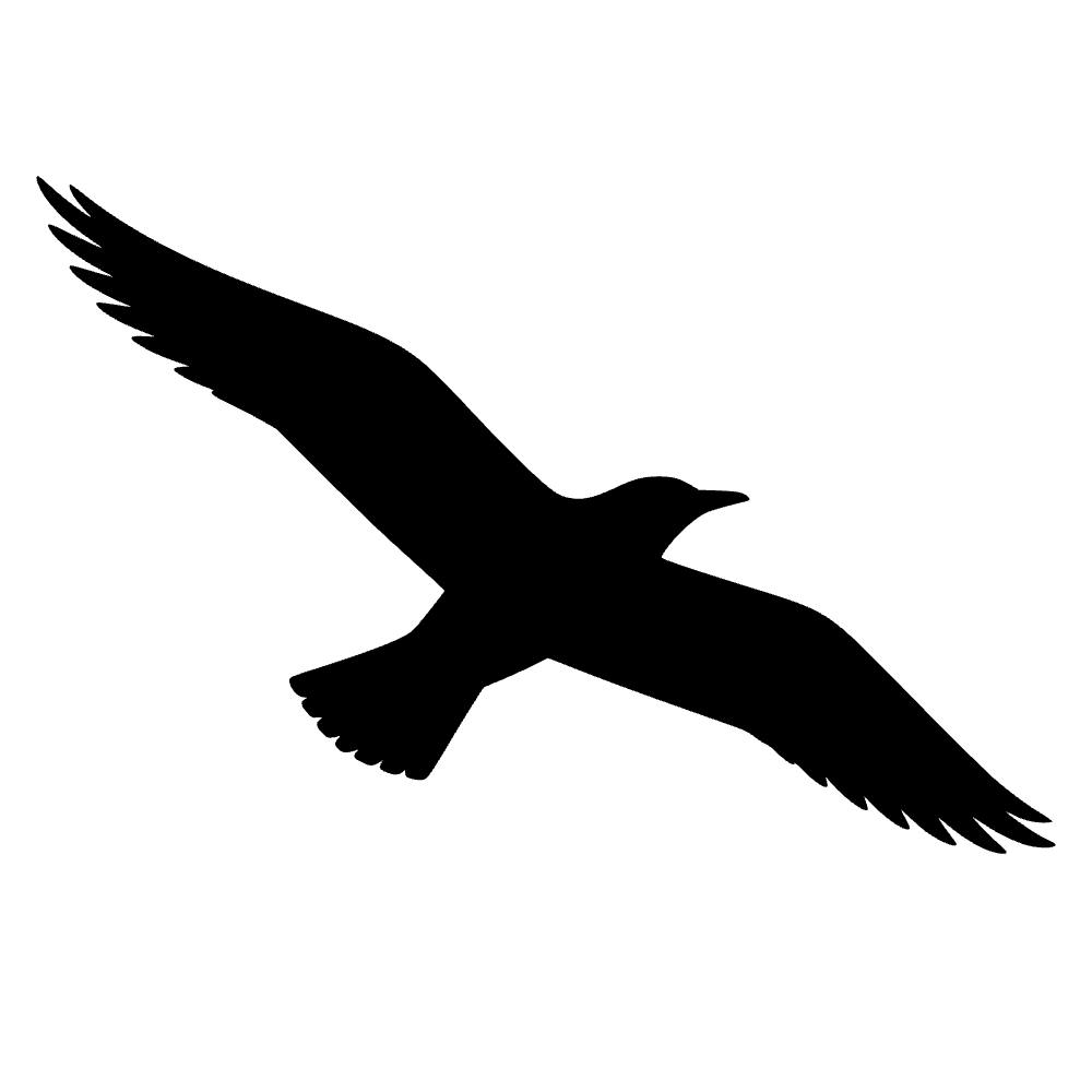 Gaviota volando — archivo SVG